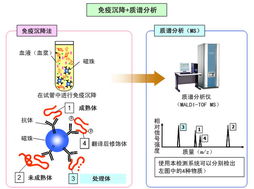 應(yīng)用島津質(zhì)譜技術(shù)開發(fā)生物標(biāo)志物，推動生物技術(shù)新突破